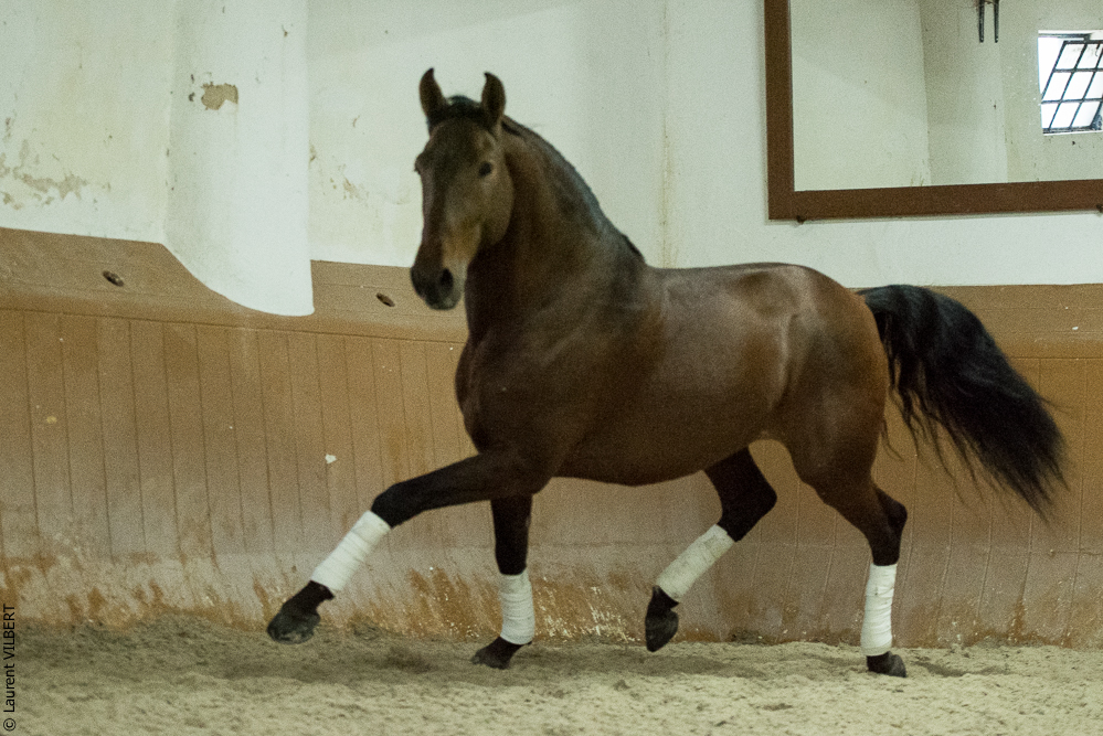 Herdade do Pinheiro 20191112-1553