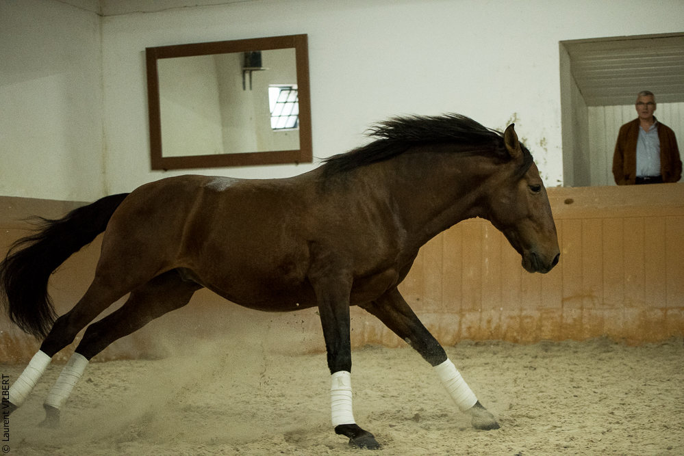 Herdade do Pinheiro 20191112-1557