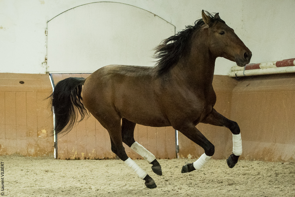 Herdade do Pinheiro 20191112-1575