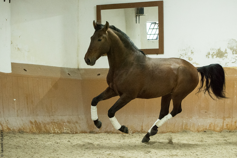 Herdade do Pinheiro 20191112-1591