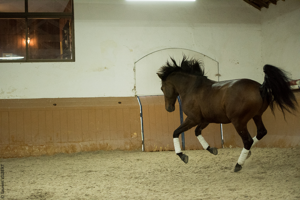 Herdade do Pinheiro 20191112-1593