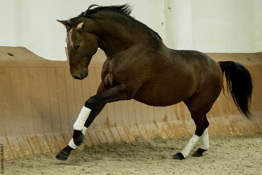 Herdade do Pinheiro 20191112-1597