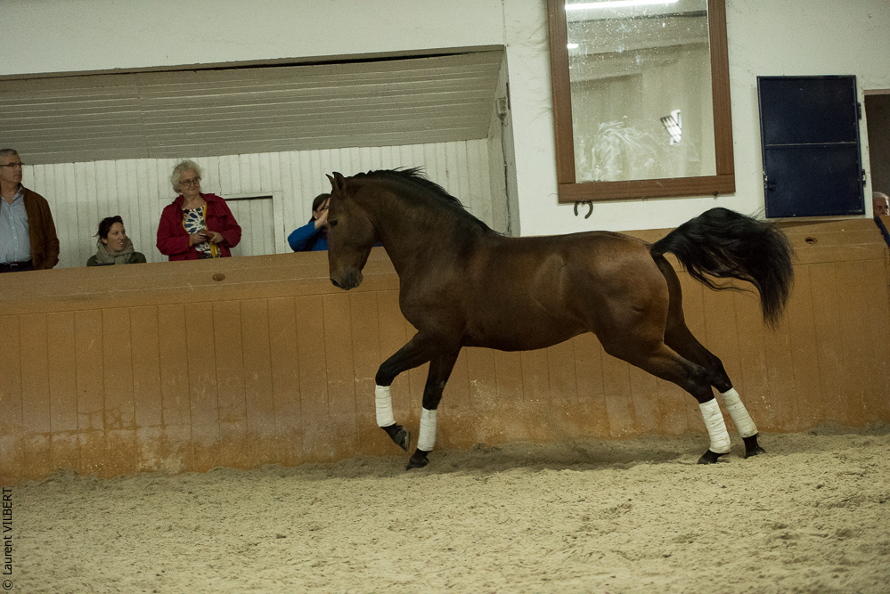 Herdade do Pinheiro 20191112-1602