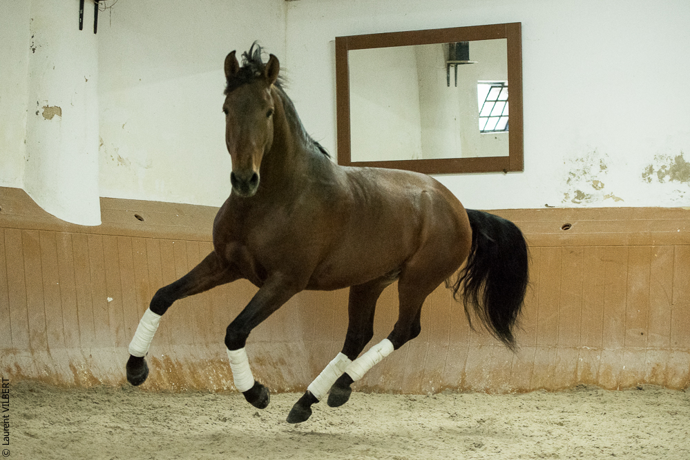 Herdade do Pinheiro 20191112-1606