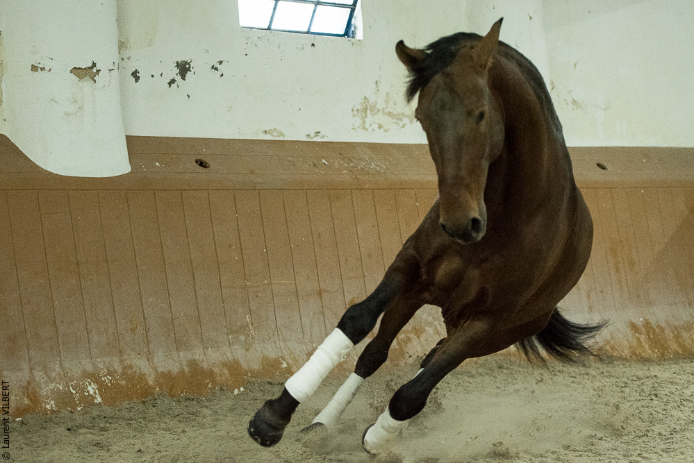 Herdade do Pinheiro 20191112-1608