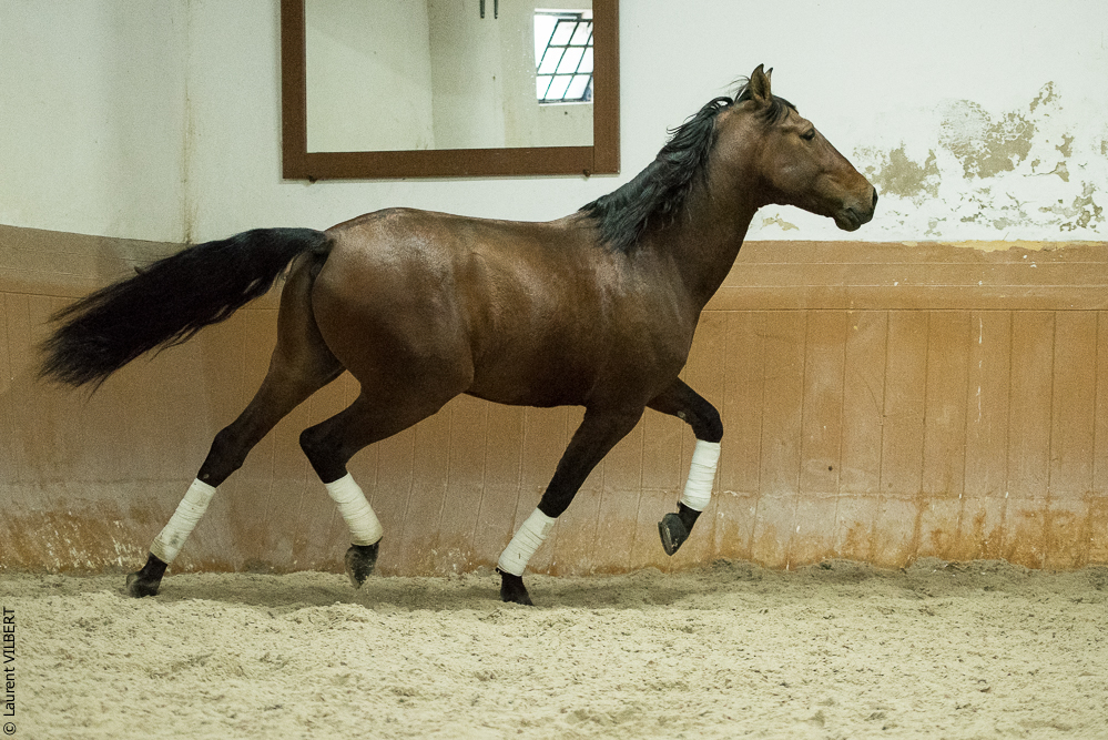 Herdade do Pinheiro 20191112-1634