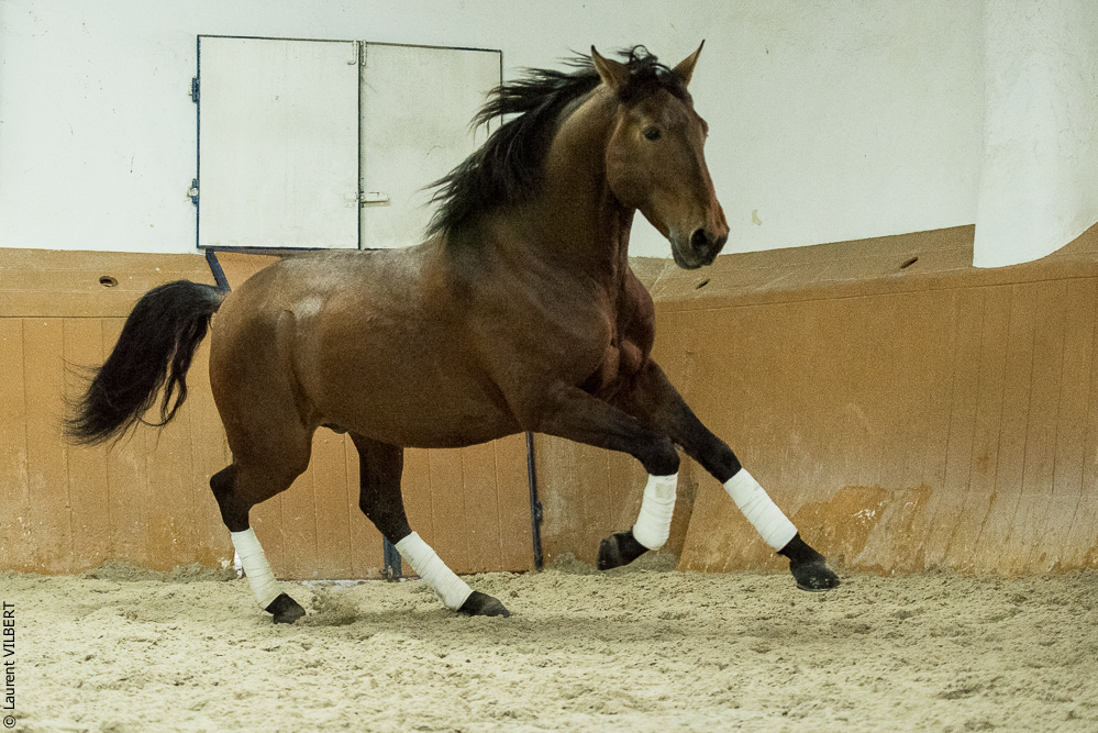 Herdade do Pinheiro 20191112-1641