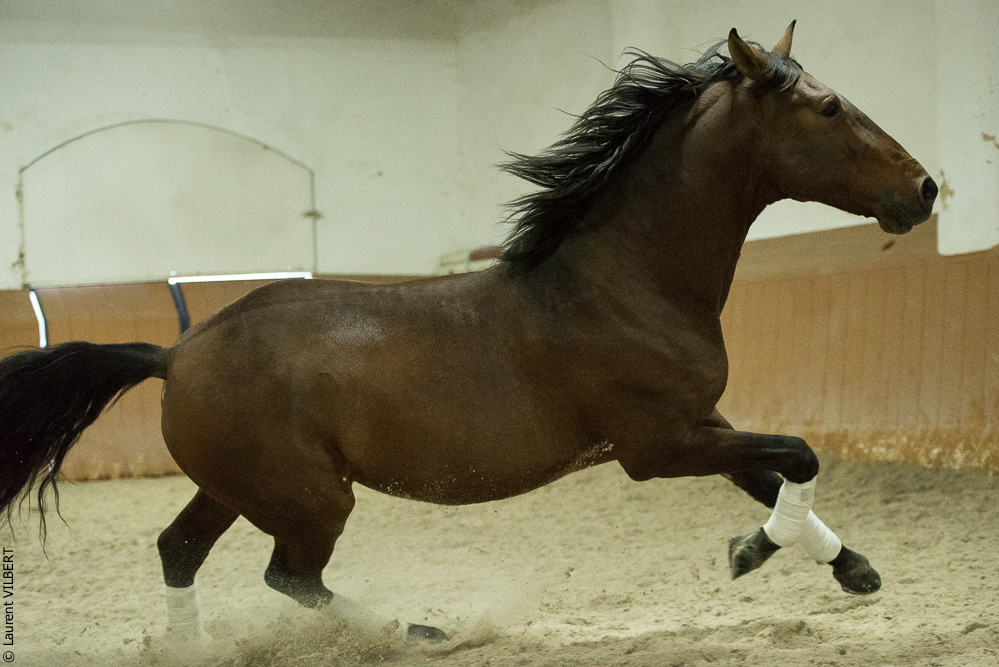 Herdade do Pinheiro 20191112-1644