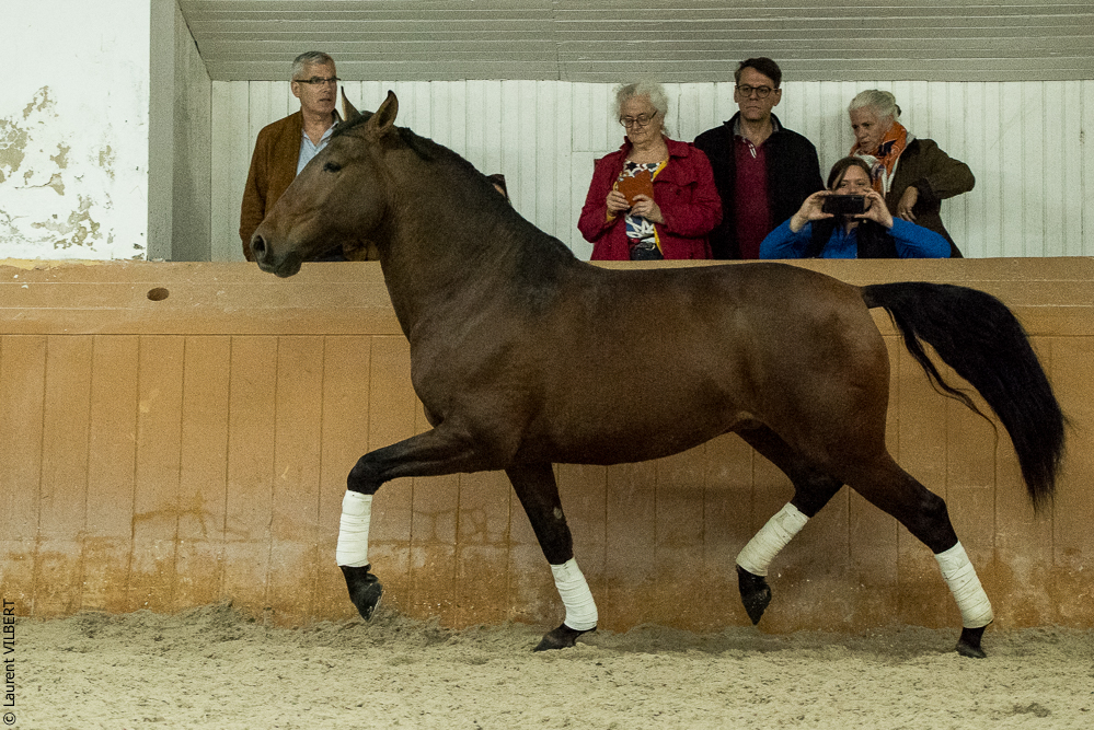 Herdade do Pinheiro 20191112-1673