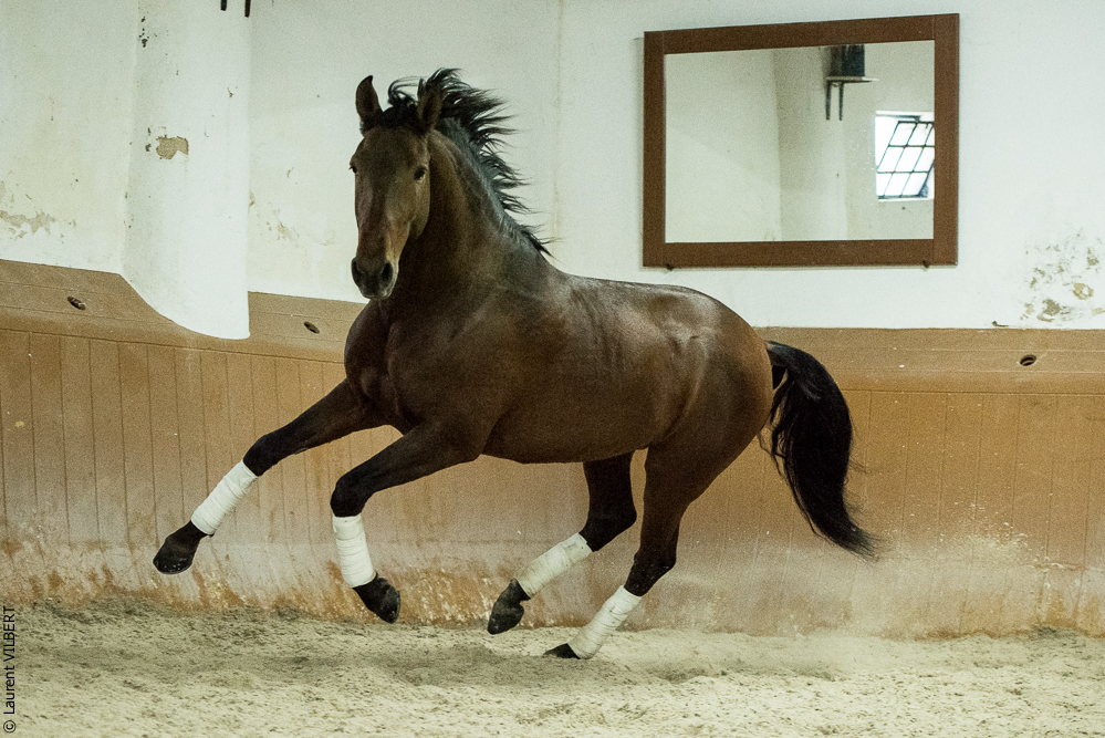 Herdade do Pinheiro 20191112-1708