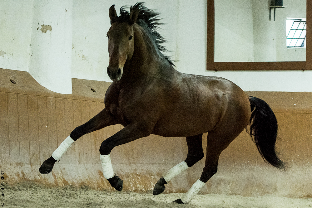 Herdade do Pinheiro 20191112-1708