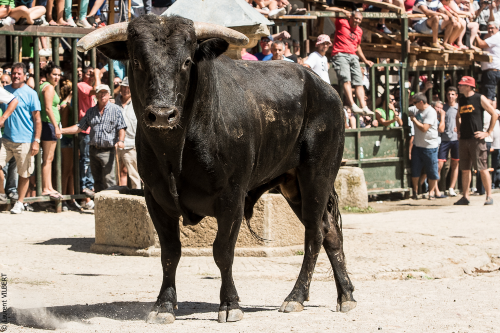 Alfaïates 20160817-689