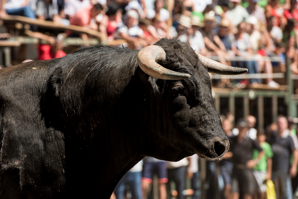 Alfaïates 20160817-694