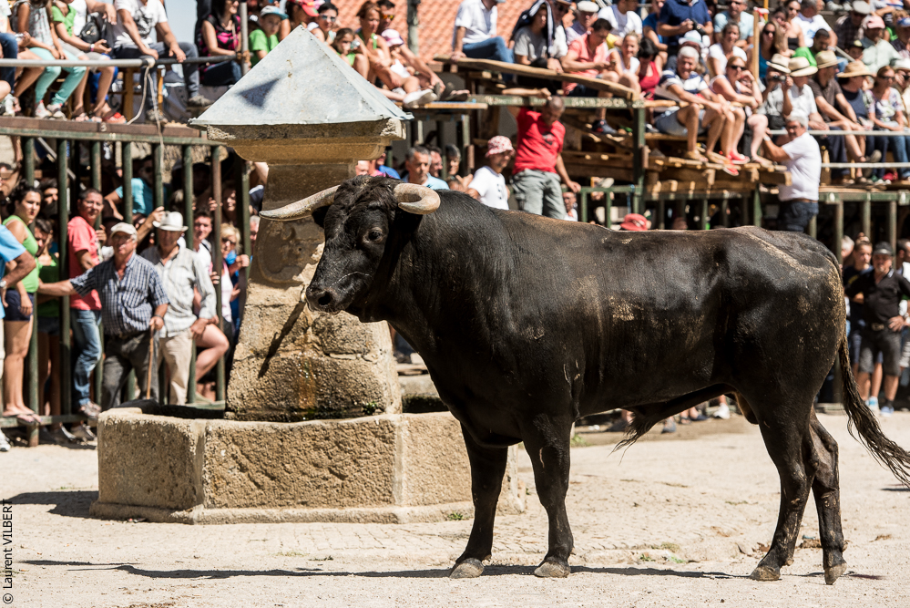 Alfaïates 20160817-706