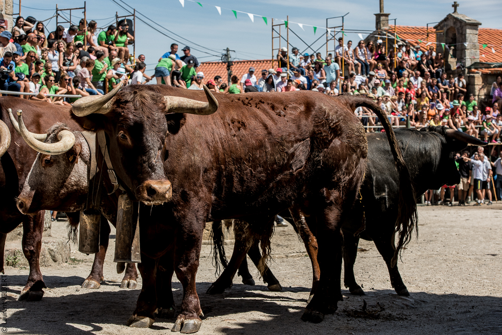 Alfaïates 20160817-800