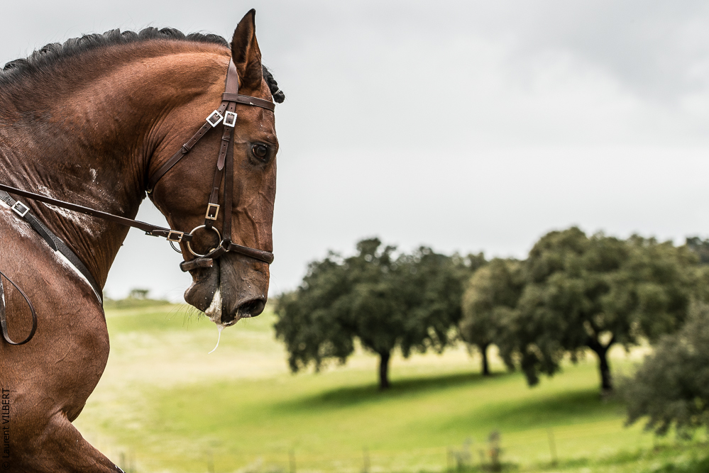 Antonio 20130323-0312