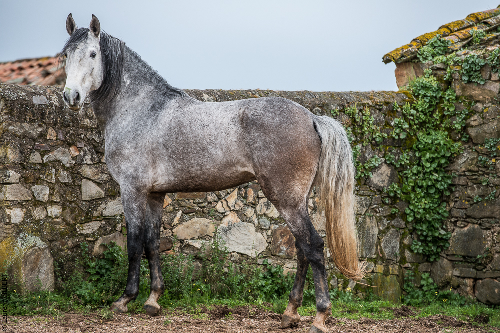 Antonio 20130323-0520