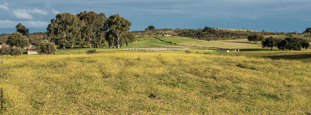 Antonio 20130323-1045