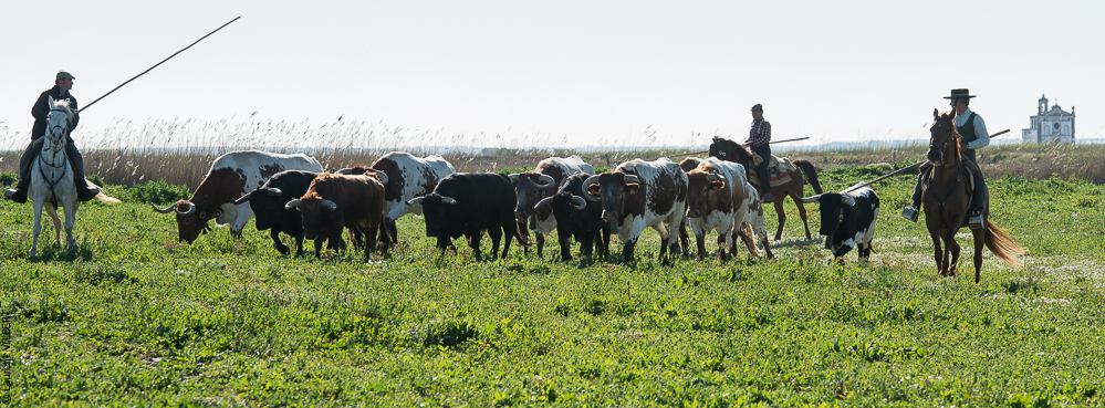 Casquinha 20150330-0372