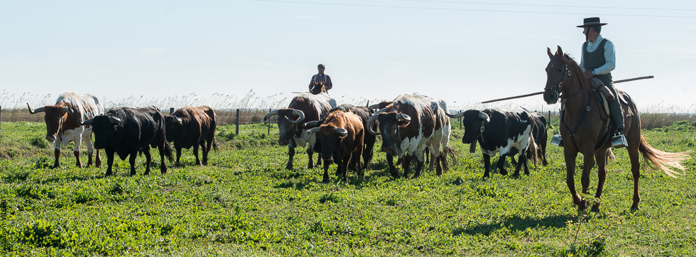 Casquinha 20150330-0385
