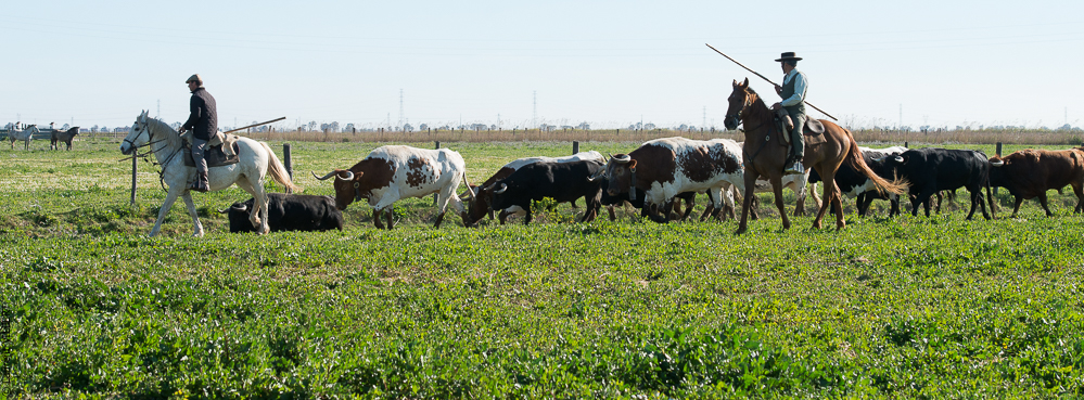 Casquinha 20150330-0404