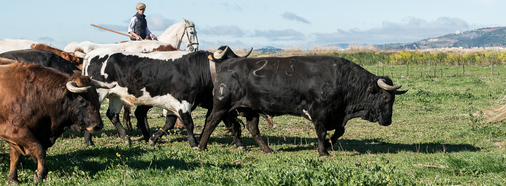 Casquinha 20150330-0446