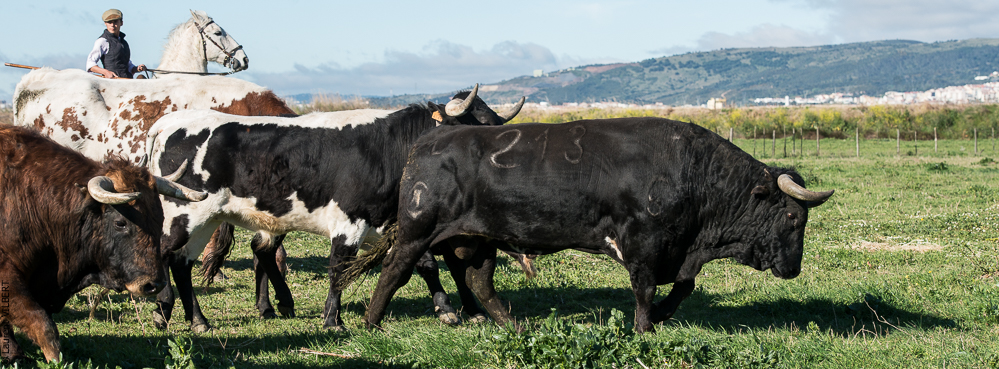 Casquinha 20150330-0451