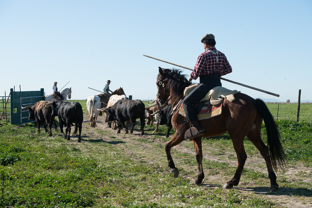 Casquinha 20150330-1009