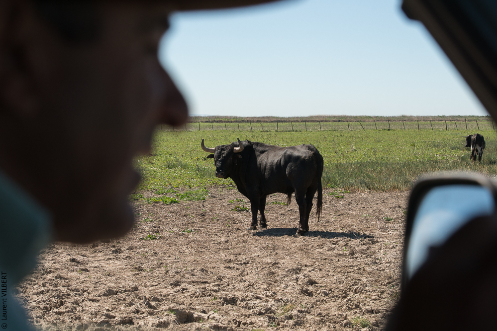 Casquinha 20150330-1420