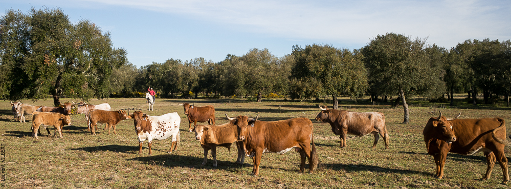 Companhia das Lezirias 20140331-034