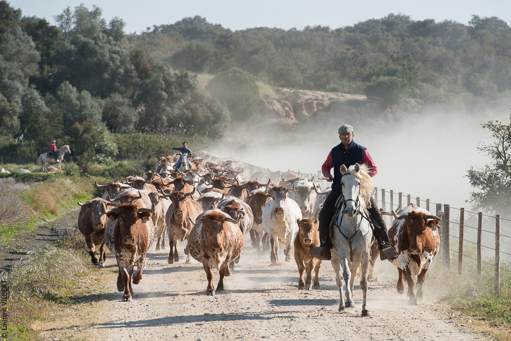 Companhia das Lezirias 20150331-598