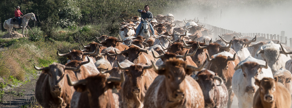 Companhia das Lezirias 20150331-600