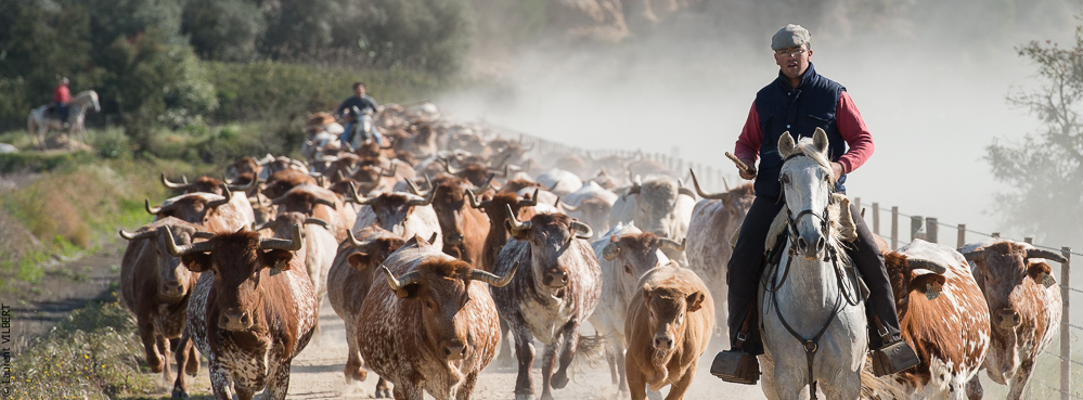 Companhia das Lezirias 20150331-603