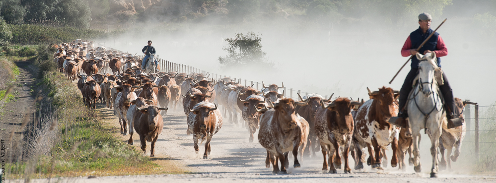 Companhia das Lezirias 20150331-607