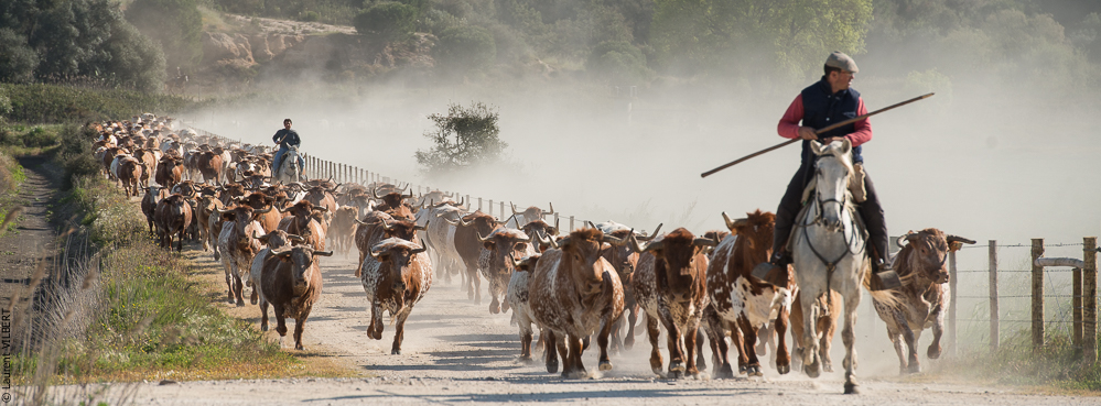 Companhia das Lezirias 20150331-608