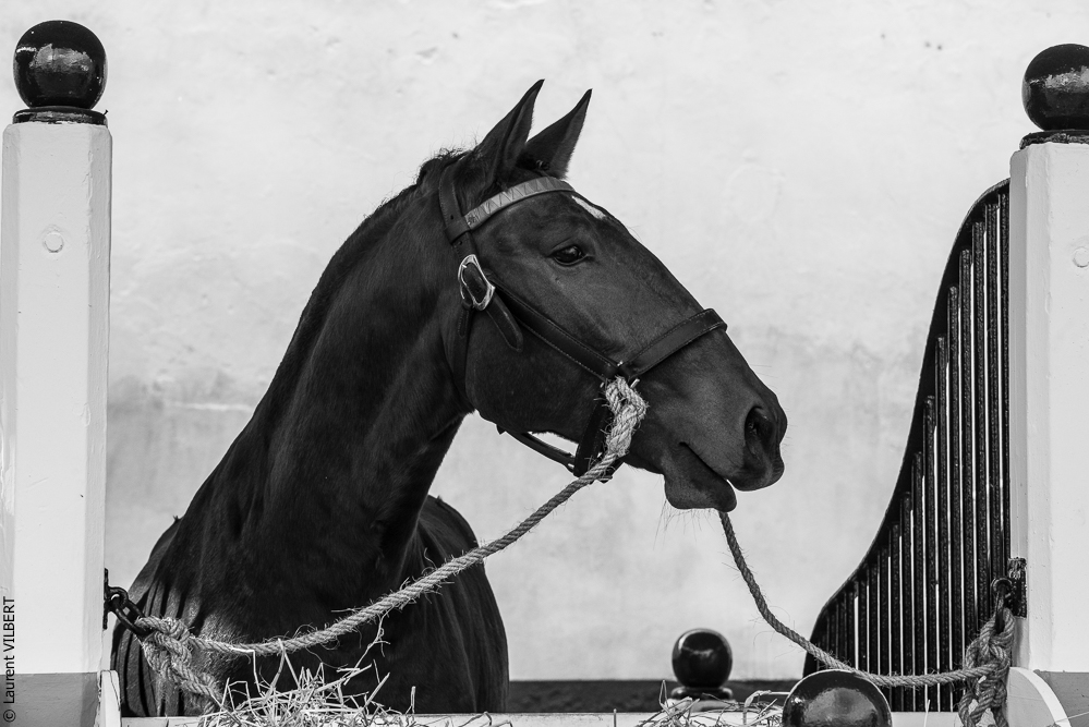 Feria Golega 20141114-0818