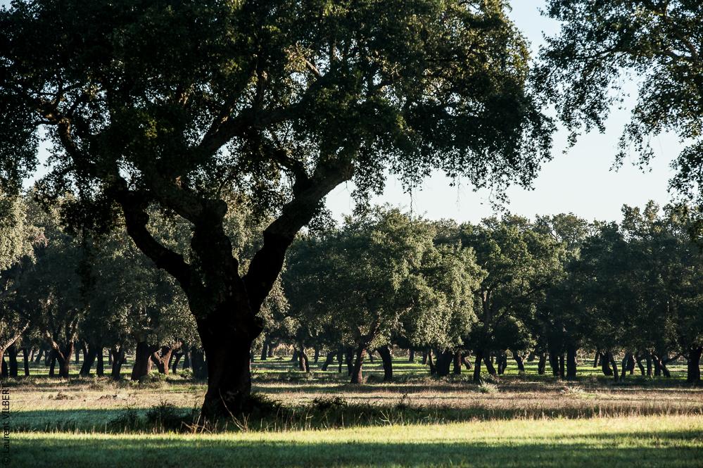 Francisco 20121114-001