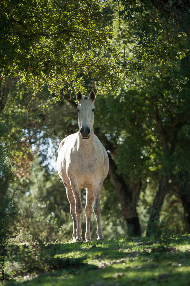 Francisco 20121114-219