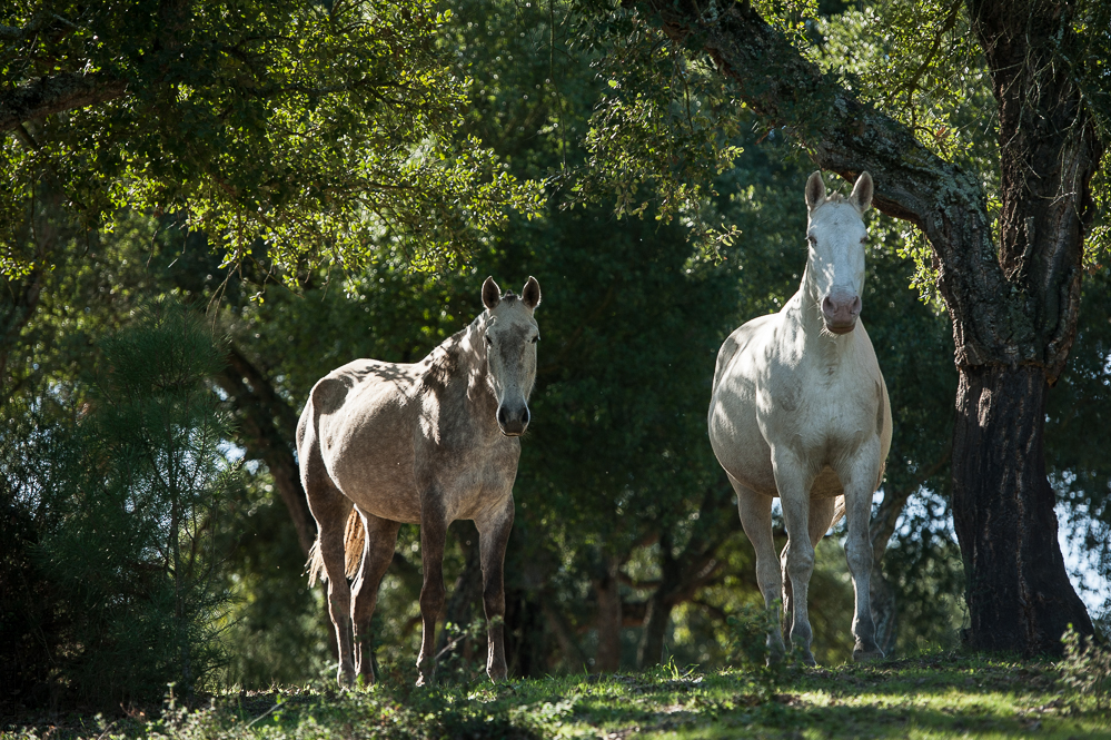 Francisco 20121114-263