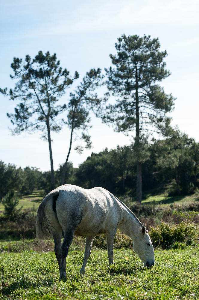 Francisco 20121114-374