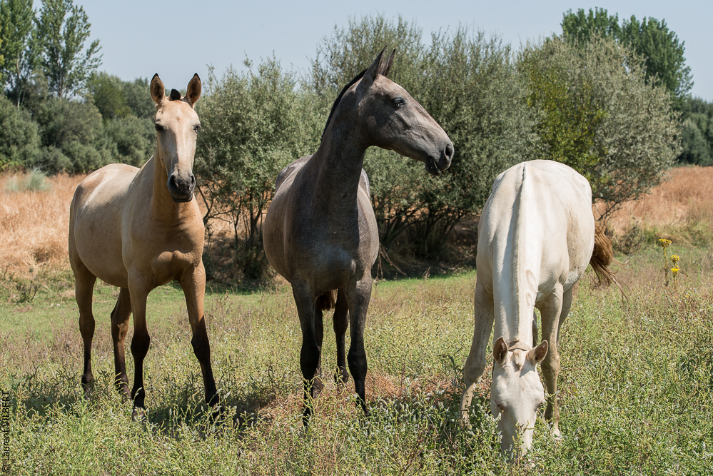 Graciosa 20130824-0225