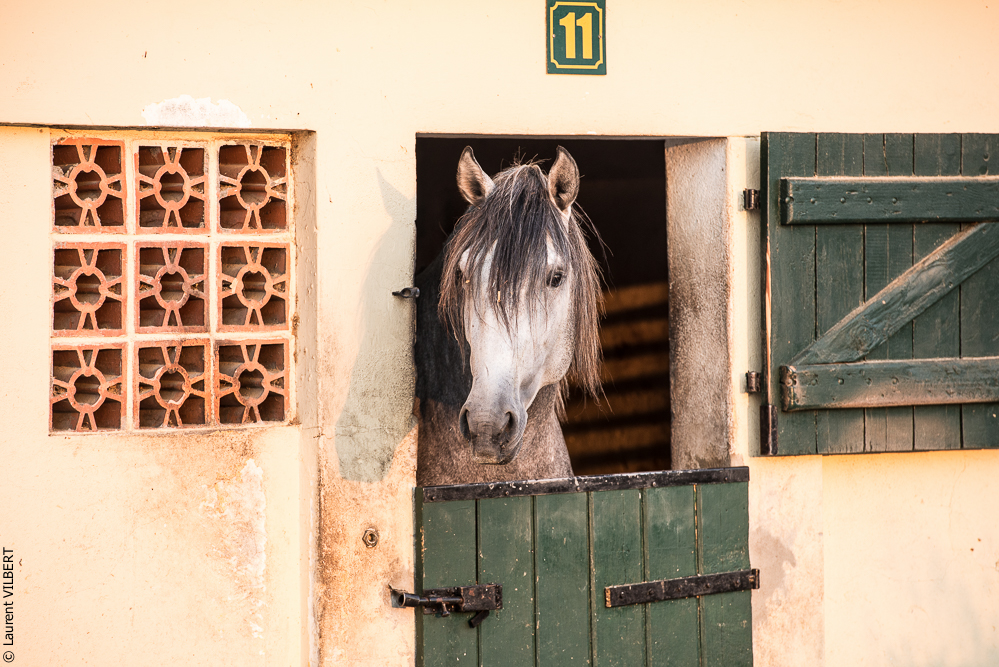 Lezirias 20130904-297