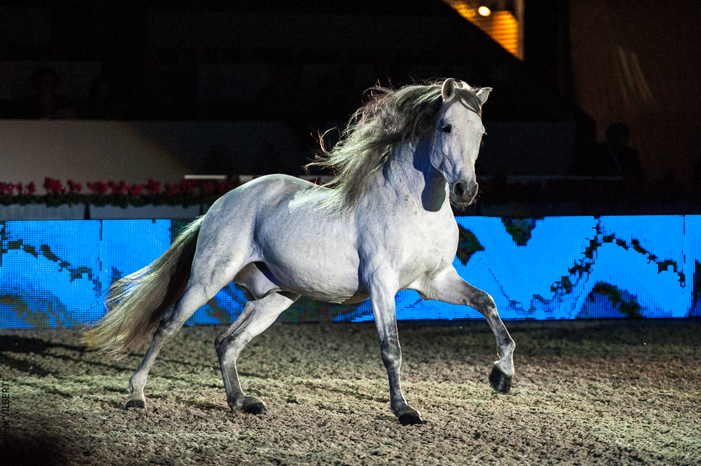 Nuit du Cheval 20121207-0213