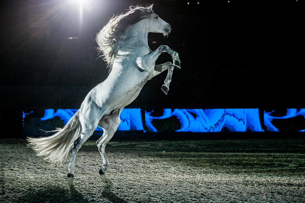 Nuit du Cheval 20121207-0220