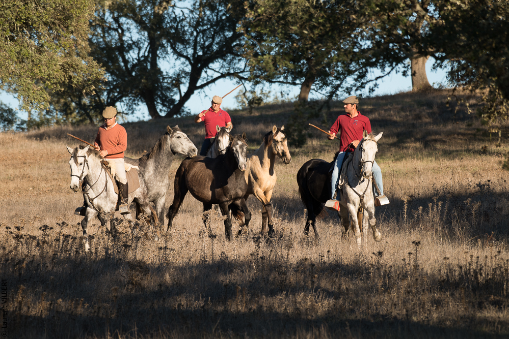 Pedrogao 20171113-0785