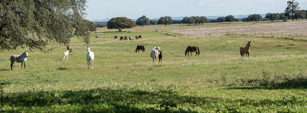 Pidwell 20130313-0306