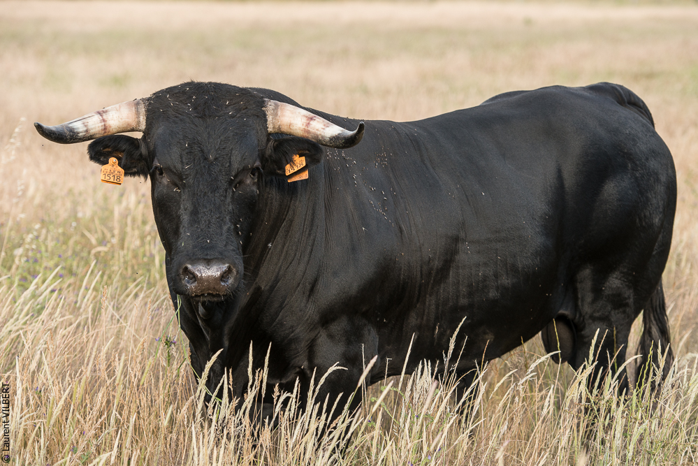 Portugal 20140528-0114