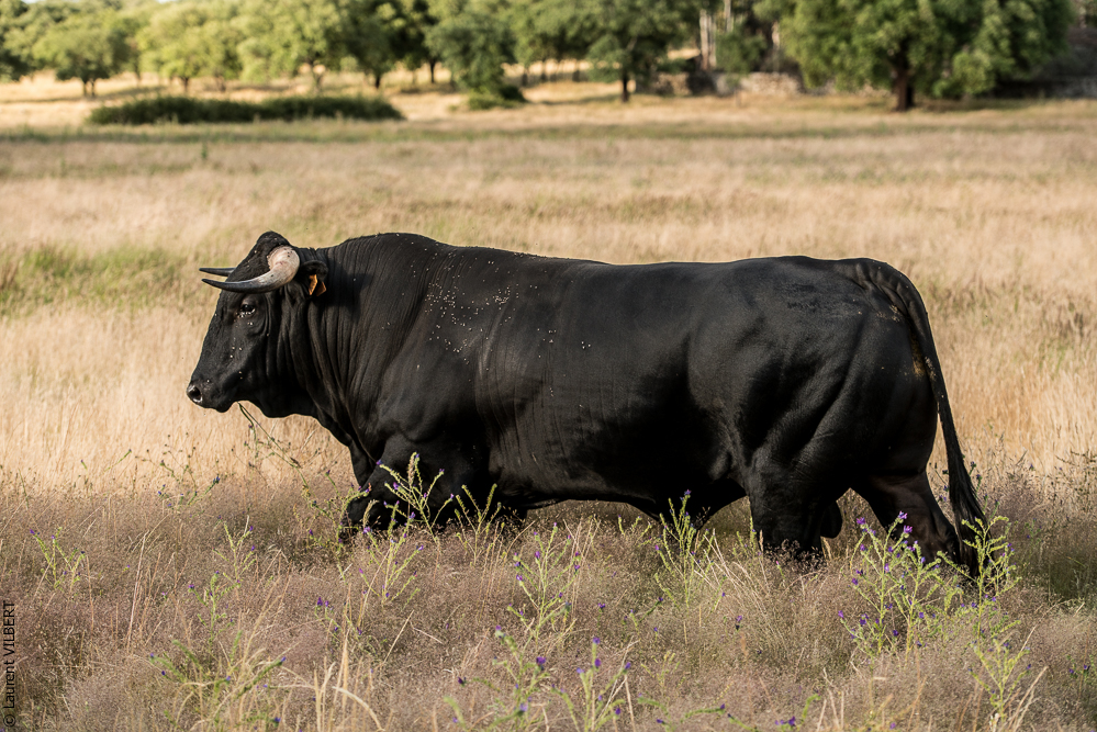 Portugal 20140528-0125