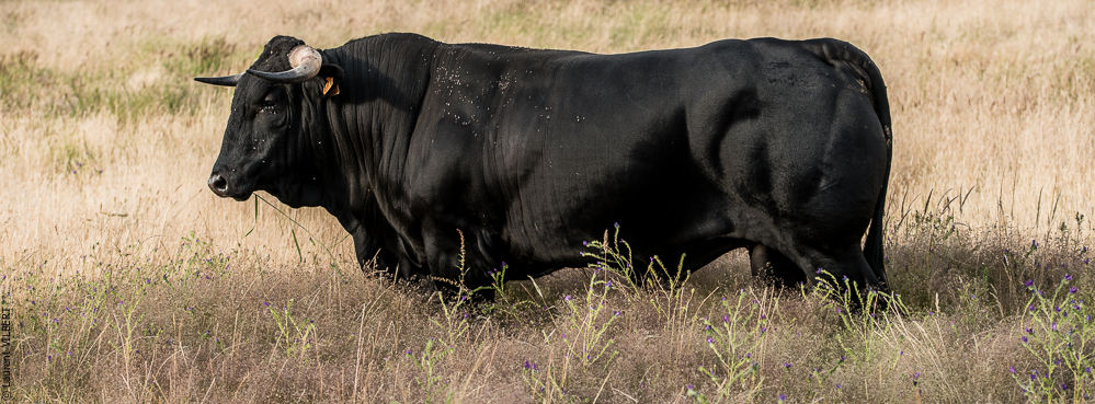 Portugal 20140528-0126