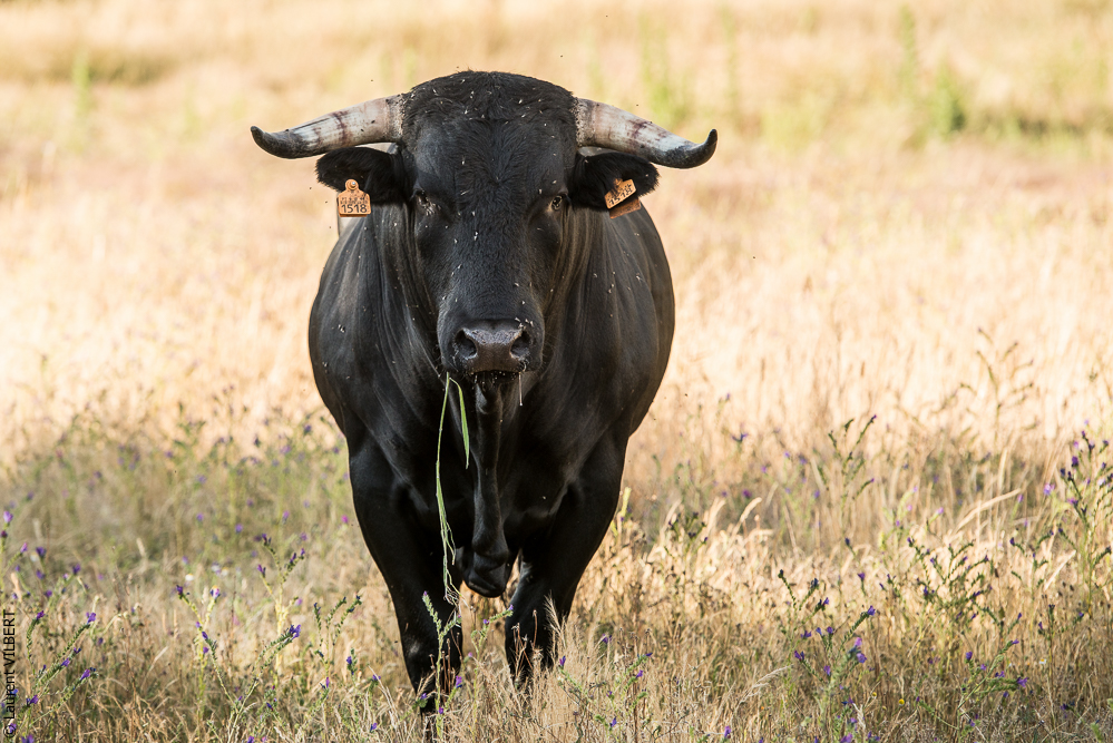 Portugal 20140528-0138
